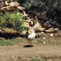 فروش خروس محلی