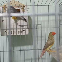 فنج ستاره ای