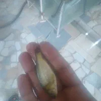 ماهیه کپور
