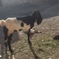 گوسفند (مری)بابزغاله نر۳ماهه هیکلی