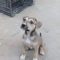 یک جفت توله سگ نر فاکوتا