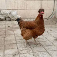 مرغ تخمی