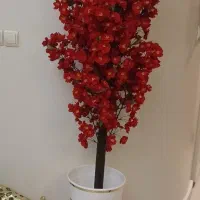 گل شکوفه قد یک متر و نیمی (نو )
