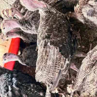 فروش جوجه بوقلمون یک روزه یک ماهه و تخم نطفه دار