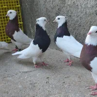 طوقی