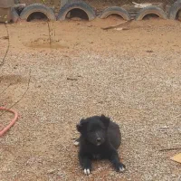 توله قدرجونی