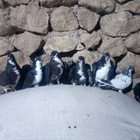 کبوتر
