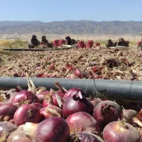 پیاز قرمز لوکس
