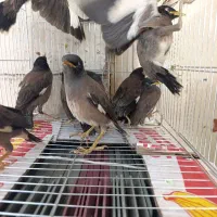 جوجه مینا شاه تخم