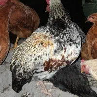 خروس|حیوانات مزرعه|سیاهکل, |دیوار
