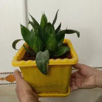 گل طبیعی|گل و گیاه طبیعی|هشتگرد, هشتگرد قدیم|دیوار