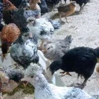 جوجه بومی 45 روزه