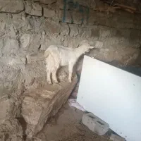 یک عدد بزغاله سانت نر علف خوار