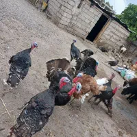 فروش بوقلمون نروماده