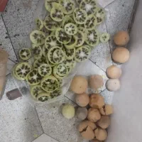 فروش هندوانه ابوجهل به صورت خشک و برداشت روز