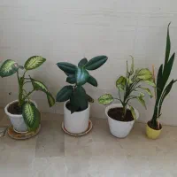 کلکسیون گلهای آپارتمانی