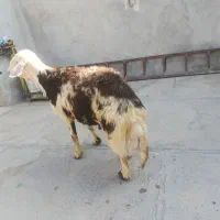 بره قوچ‌پلنگی اصل وزن ۱۰۰ کیلو قیمت۷۳