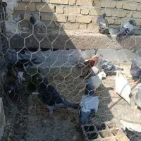 کبوتر