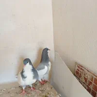 کفتر جوجه گلدار سوسبزوهومر