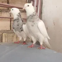 کبوتر طوقی الماسی