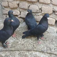 کفتر|پرنده|کوهبنان, |دیوار