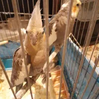 نیومده ویه پسریک ساله با۳تانوزاد۴۵روزه