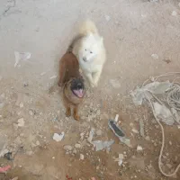 واگذاری یا معاوضه