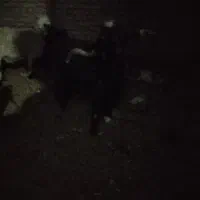 گوسفند تکه فروشی