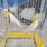 عروس هلندی
