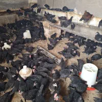 نیمچه مرغ و خروس بلک استار جوجه مرغ سیاه دم تخم