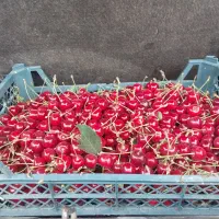 آلبالو درجه یک