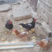 ۳مرغ و یک خروس محلی روهم