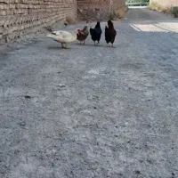 مرغ و خروس روستای  و اردک روسی