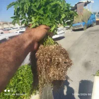 نشاء(شیتیل) گوجه فرنگی بذر ترکیه ریشه پر