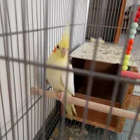 عروس هلندی ماده ۲ساله