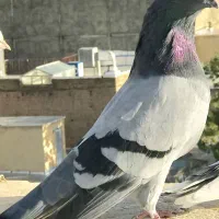 گم شدن