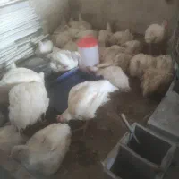 مرغ گوشتی و زنده مناسبت شهادت حضرت امام رضا