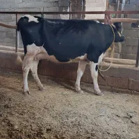 گاو جوان