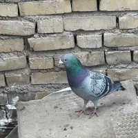 اهواز کلیسا ن یک خ ۶