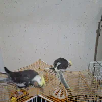 عروس هلندی جوان۲ماهه