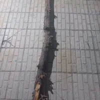چوب عناب