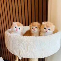 گربه وروجک های ناز و شیطون