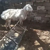 شیشک قوچ