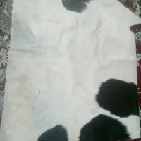 پوست گاو طبیعی