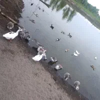 بچه غاز و بالغ