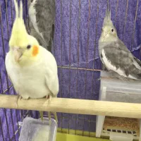 عروس هلندی سخنگو سایز کینگ
