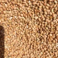 لوبیا پلویی آشی کردی دستچین پخت عالی
