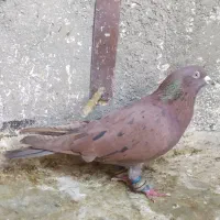 حراج کفتر با زمانت گرفتنی