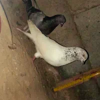 گلدن و سبز هر دو نر