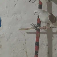 دوعدد کبوتر ماده سرحال سالم
